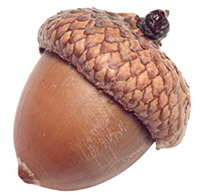 acorn